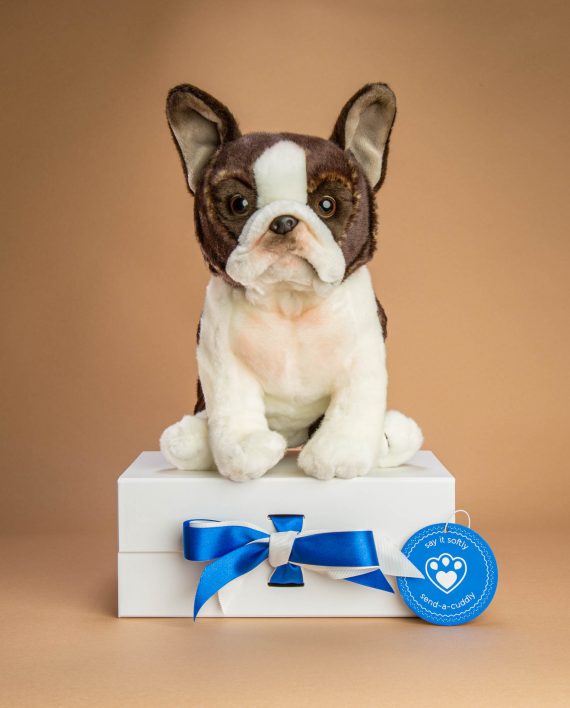 Boston Terrier dog soft toy gift - Send a Cuddly