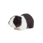guinea pig cuddly toy