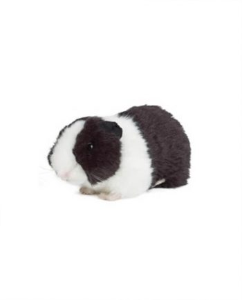 Black and White Guinea Pig