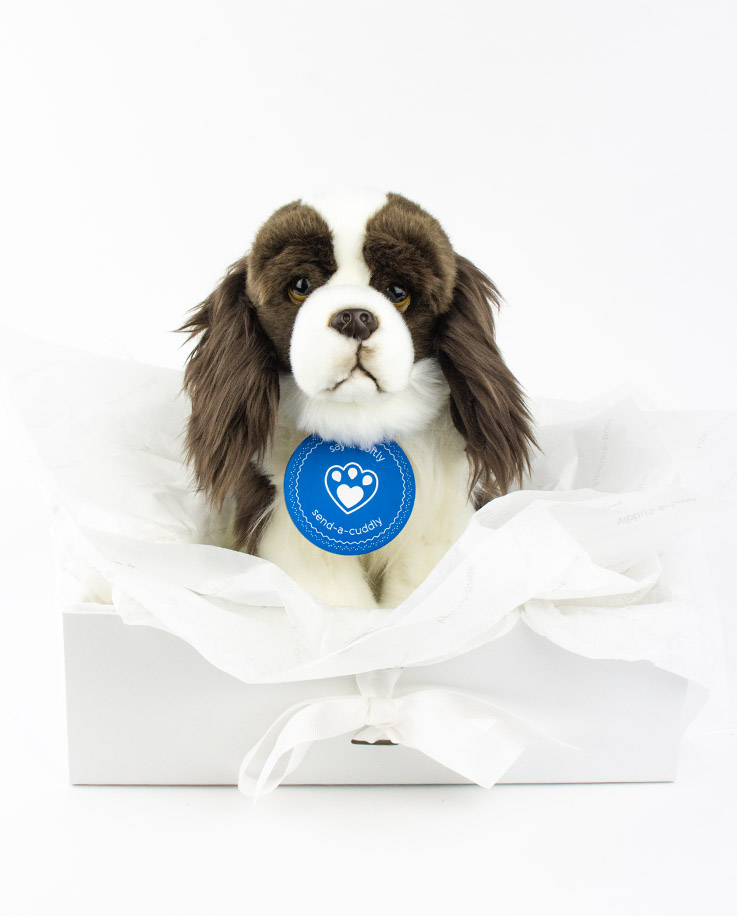 springer spaniel teddy