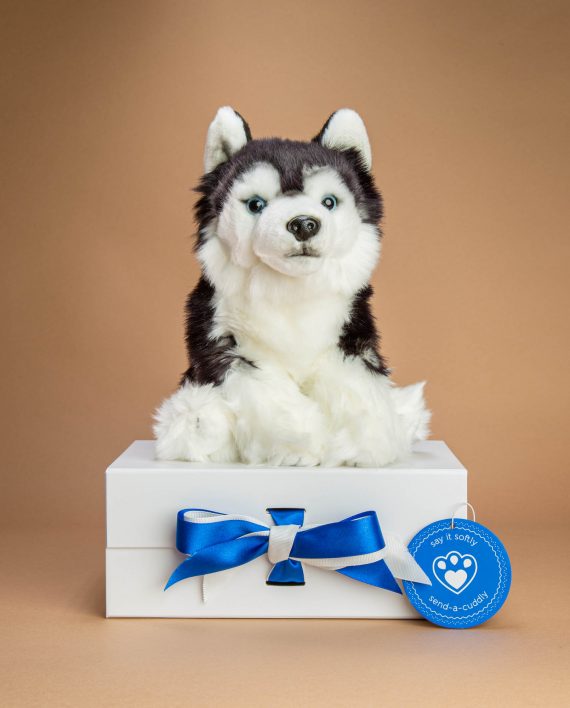 Siberian Husky dog soft toy gift - Send a Cuddly