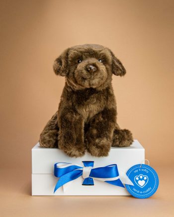 Chocolate Labrador Soft Toy Gift - Send a Cuddly