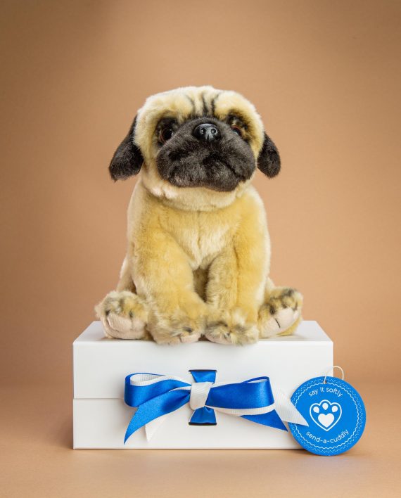 Pug dog soft toy gift - Send a Cuddly