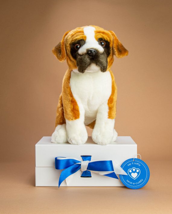Boxer Soft Toy Gift - Send a Cuddly