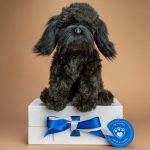 cockapoo teddy bear toy