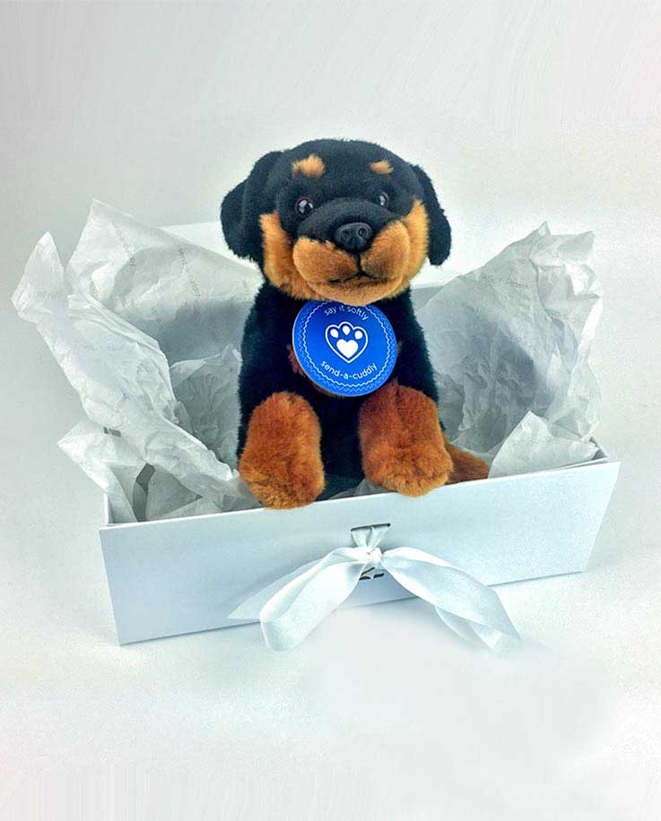 teddy bear rottweiler