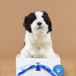 Black and White Shih Tzu Soft Toy Shih Tzu Dog Gift Send a Cuddly