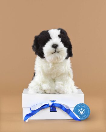 Shih Tzu soft toy dog - send a cuddly
