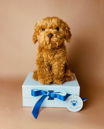 Cavapoo