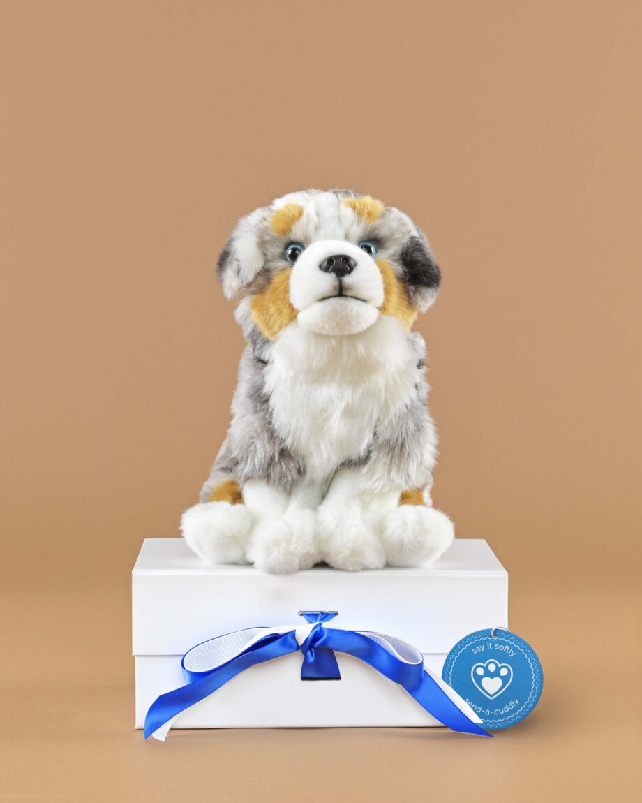 Australian Shepherd soft toy dog - send a cuddly