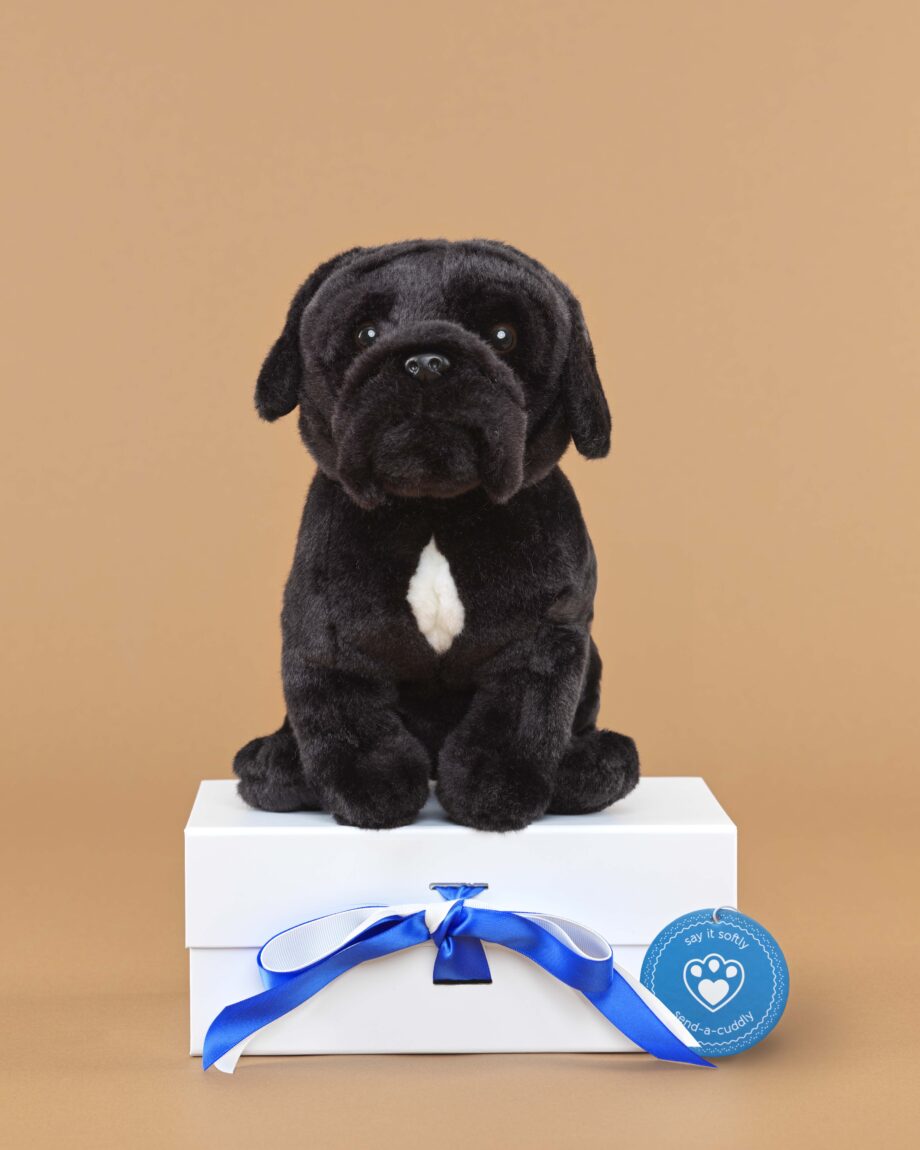 Cane Corso soft toy dog - send a cuddly