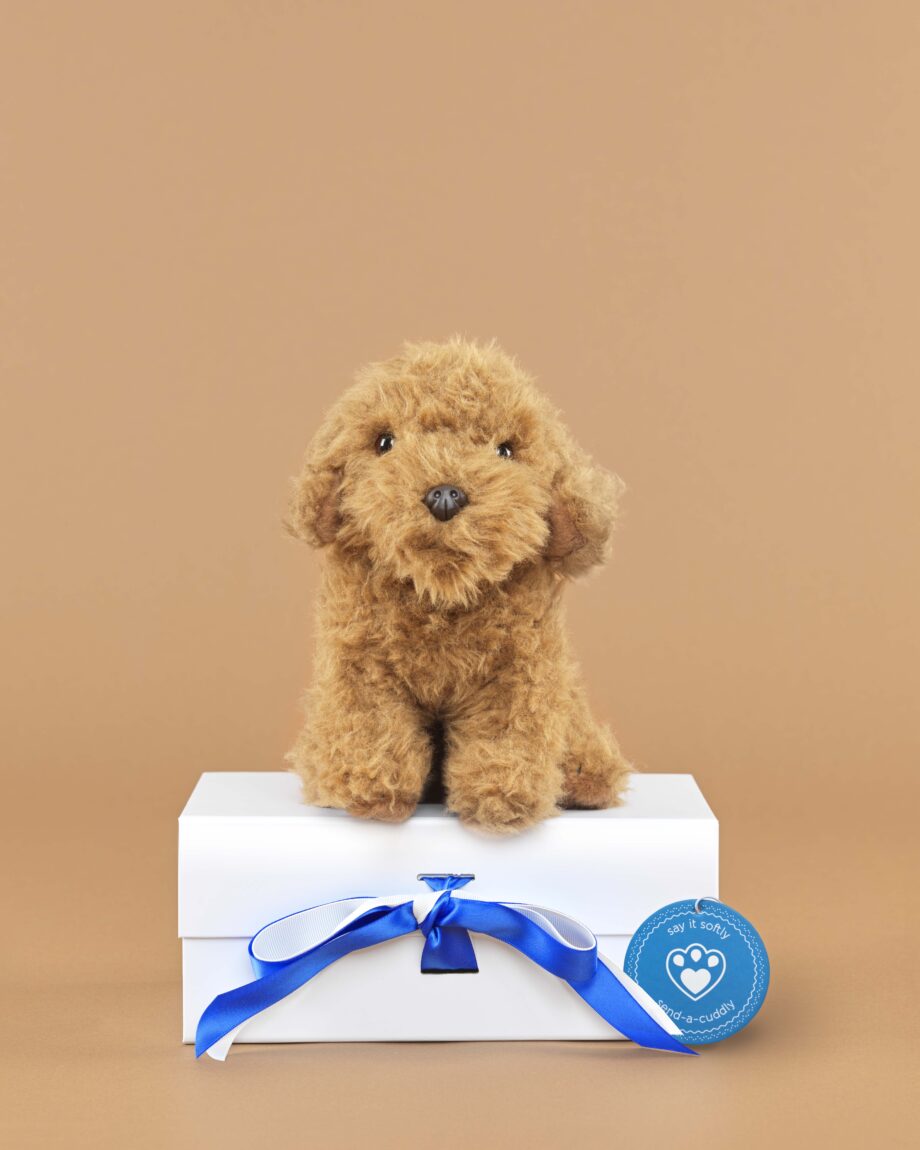 Cavapoo soft toy dog - send a cuddly