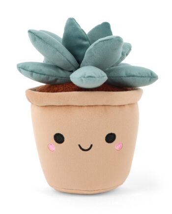 Botanical Garden Cuddly Succulent Jade Plant