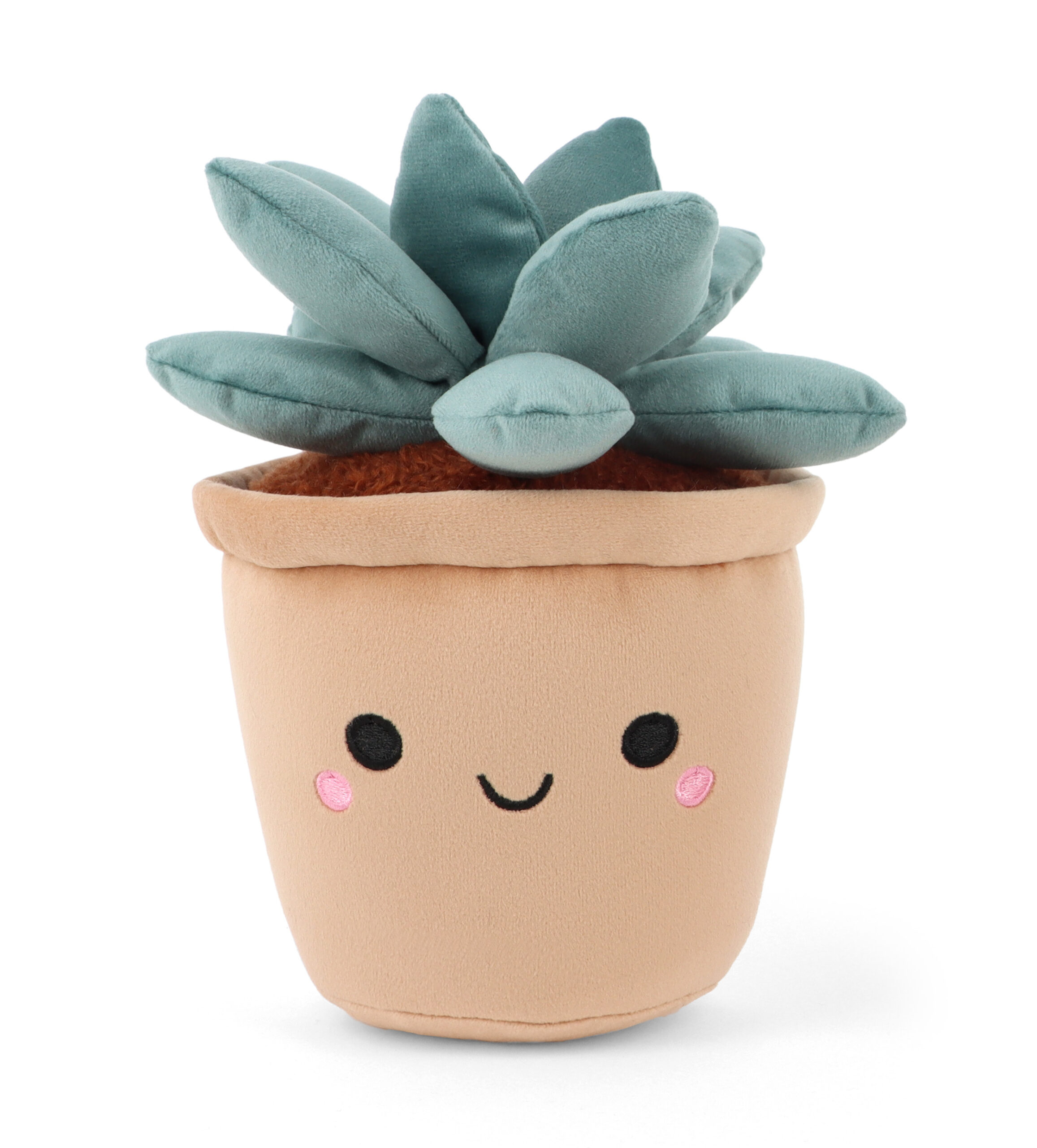 Botanical Garden Cuddly Succulent Jade Plant