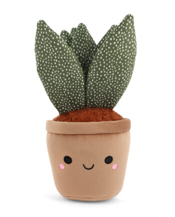 Botanical Garden Cuddly Aloe Plant