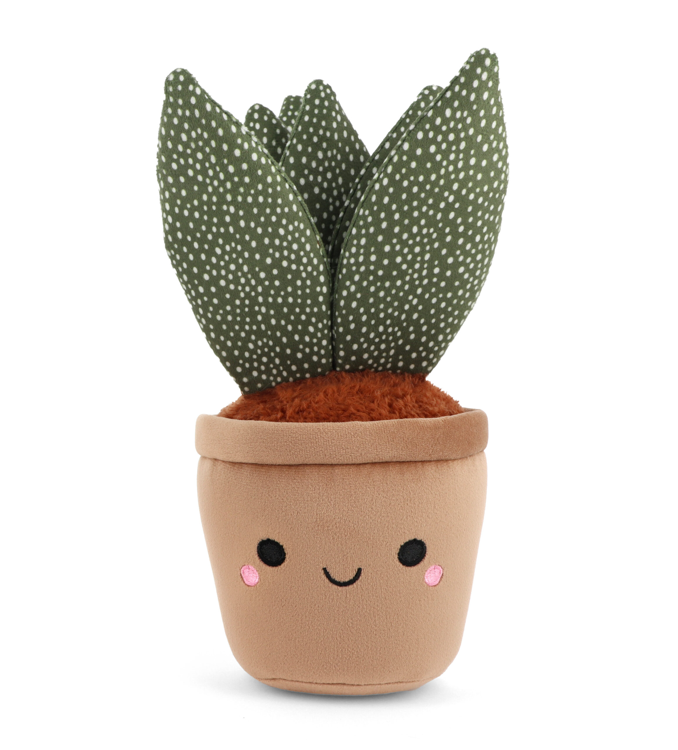 Botanical Garden Cuddly Aloe Plant