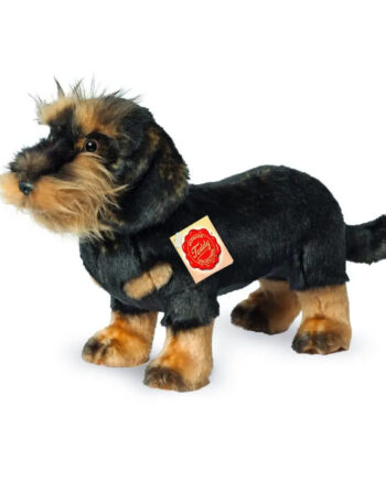 Wirehaired Black & Tan Dachshund