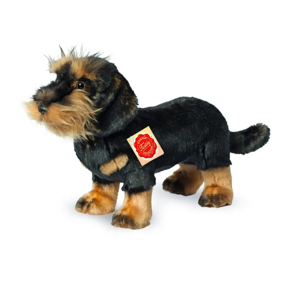 Wirehaired Black & Tan Dachshund