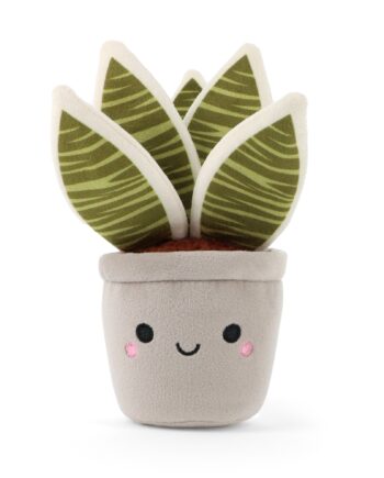 Botanical Garden Cuddly Little Zebra Cactus 14cm
