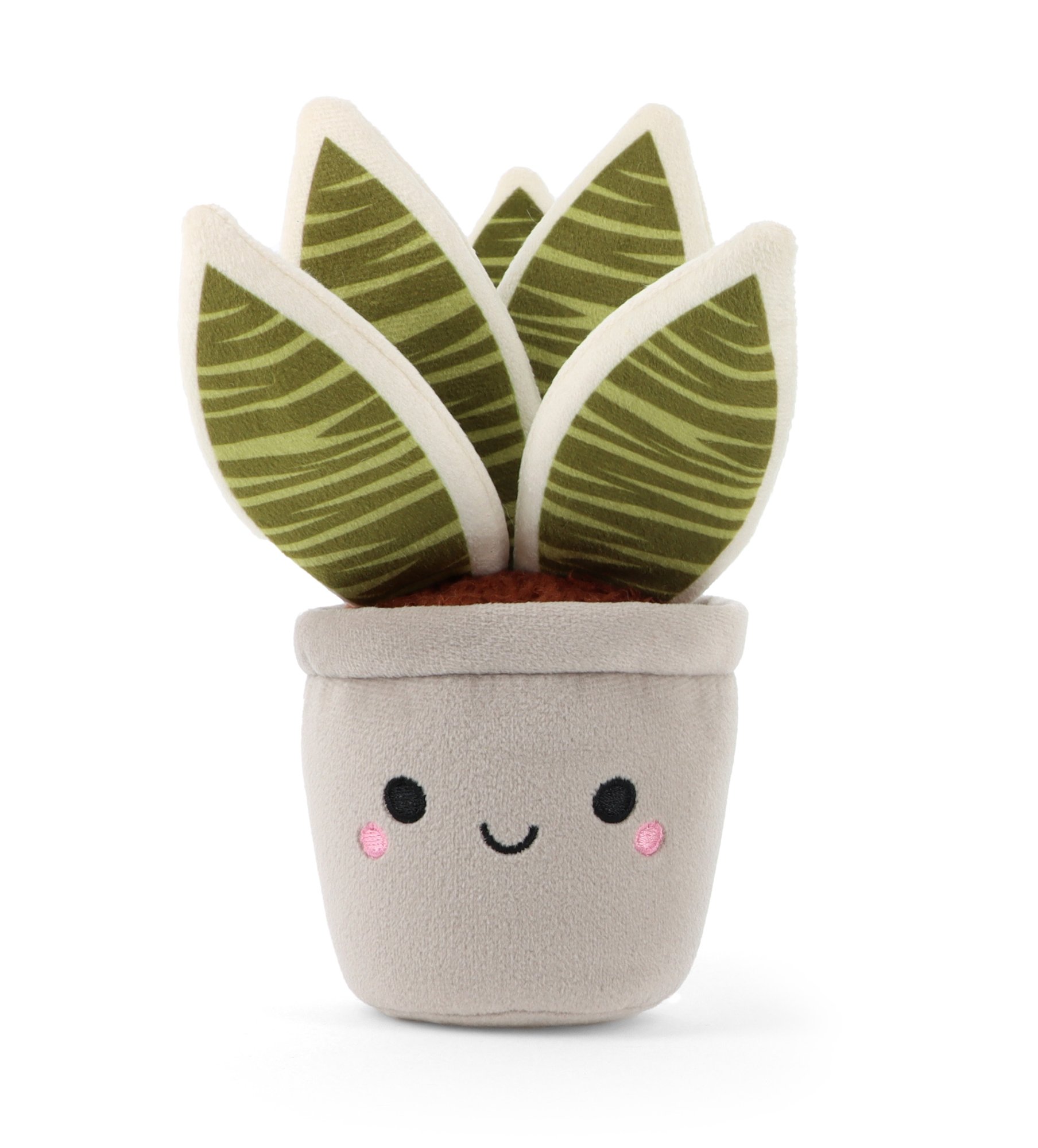 Botanical Garden Cuddly Little Zebra Cactus 14cm