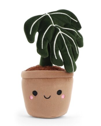 Botanical Garden Cuddly Little Monstera Plant 14cm