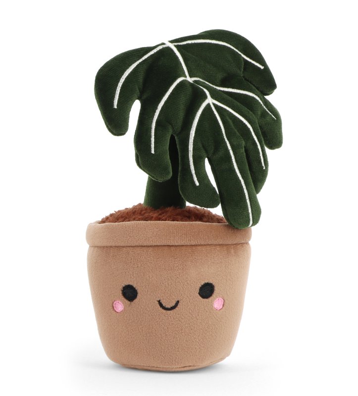 Botanical Garden Cuddly Little Monstera Plant 14cm