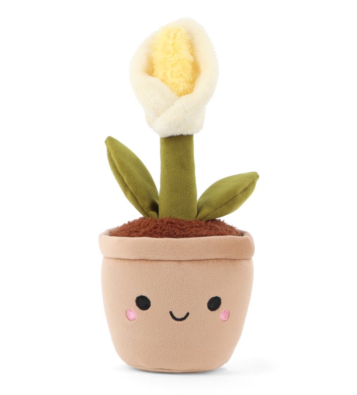 Botanical Garden Cuddly Little Calla Lily Plant 14cm