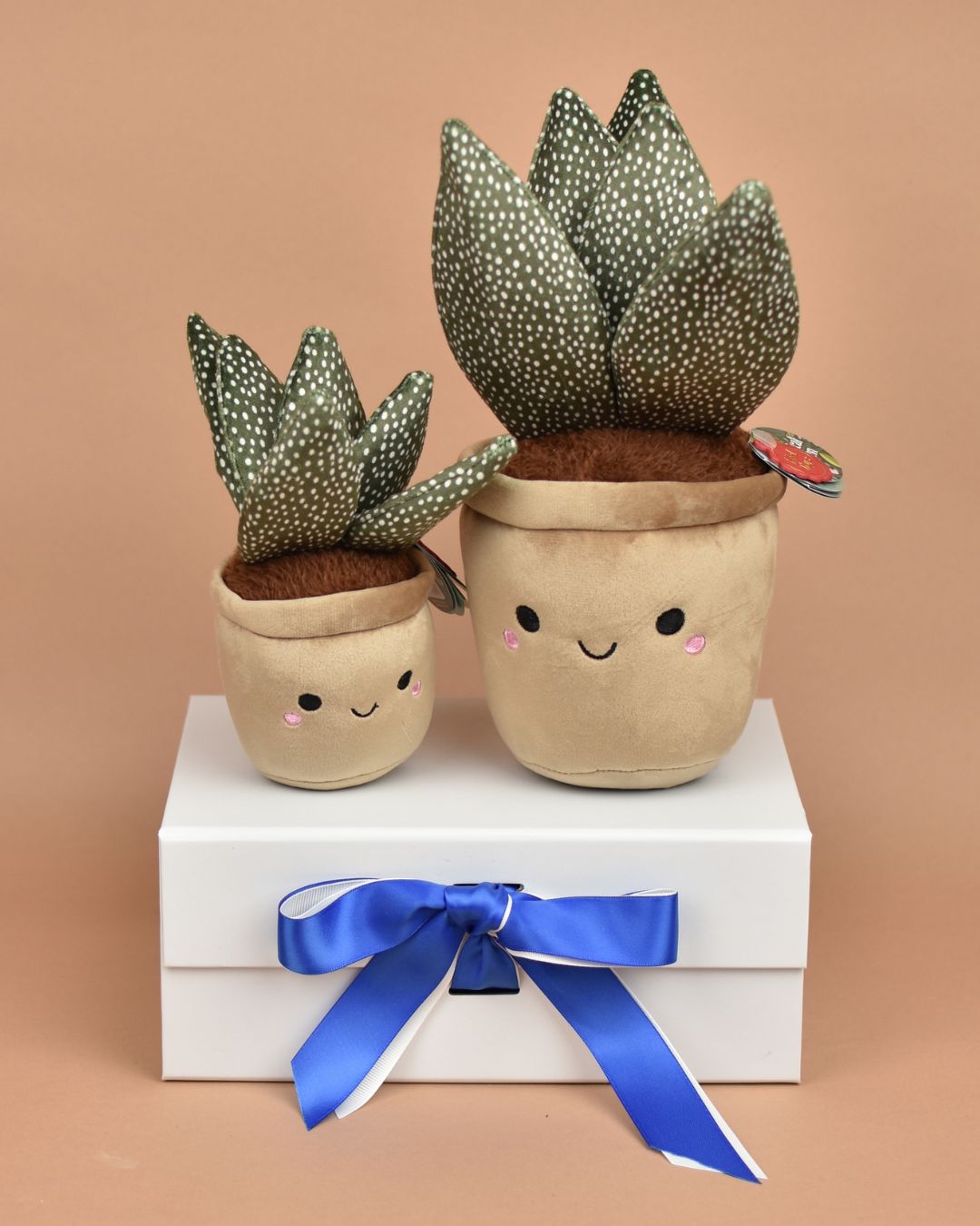 Cuddly Aloe Plant - Send a Cuddly