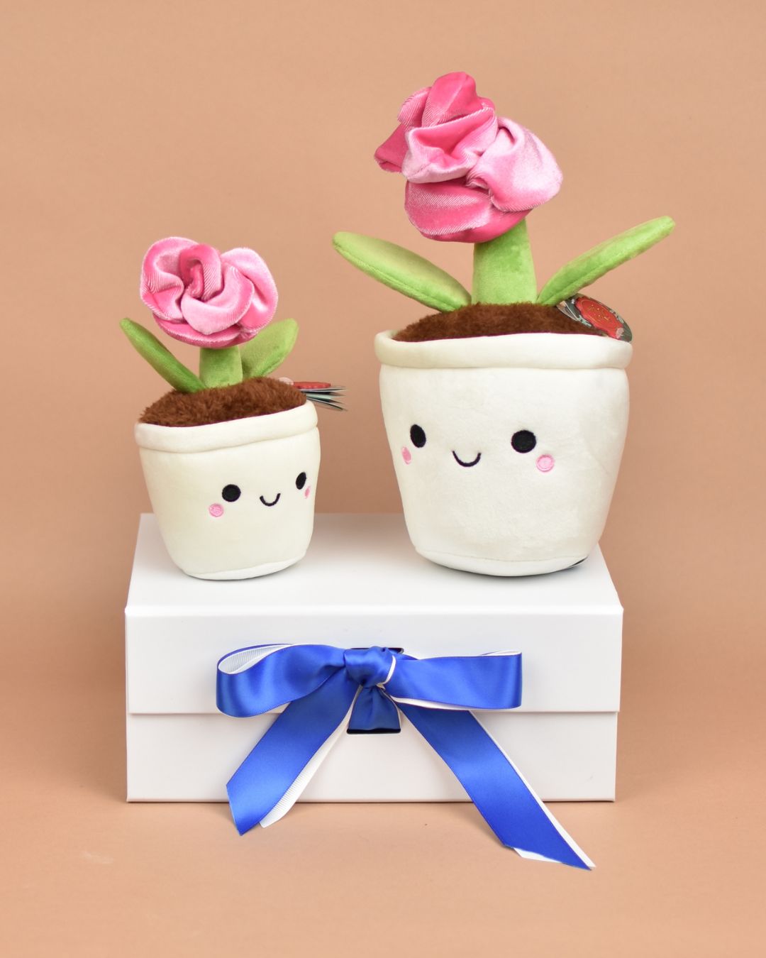 Cuddly Rose Plant - Send a Cuddly